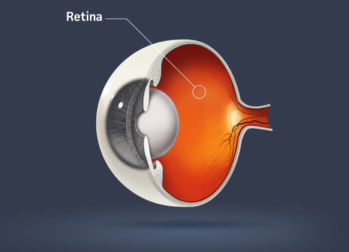 Diagram of the retina